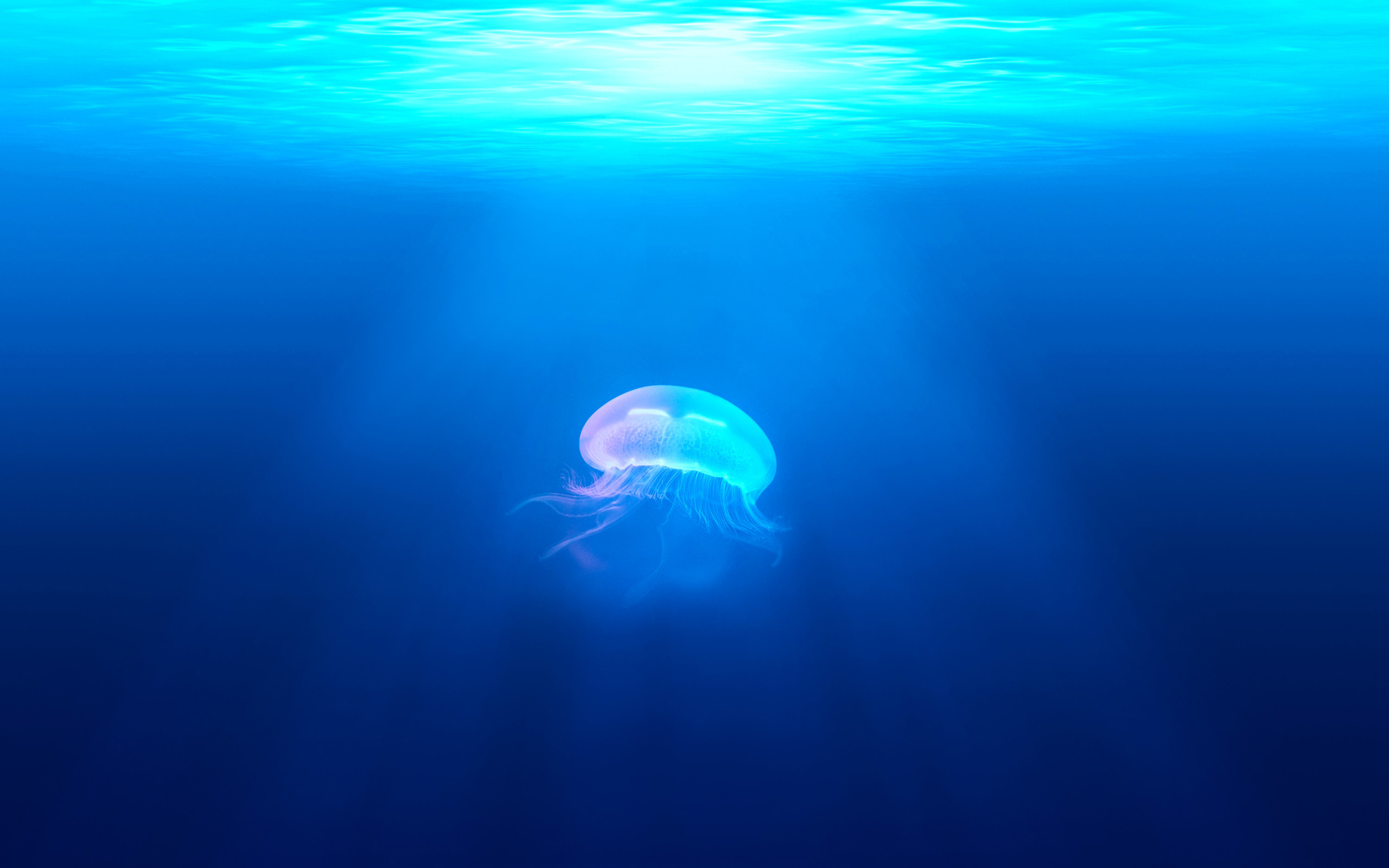Jellyfish Underwater HD9335317257 - Jellyfish Underwater HD - Underwater, The, Jellyfish